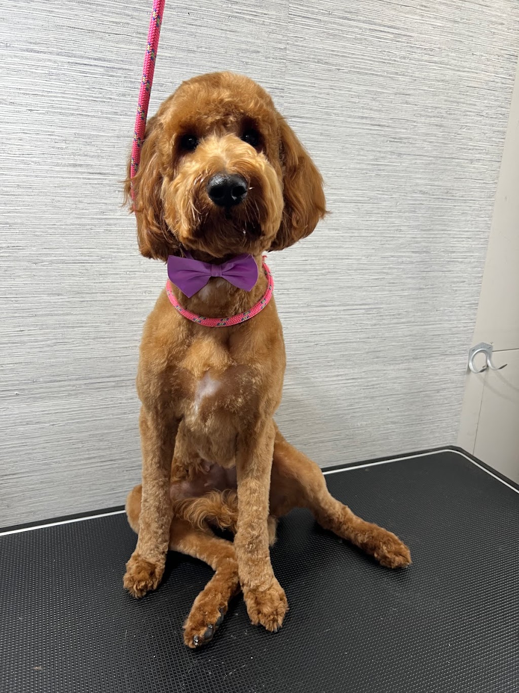 JonnaT Pet Grooming Style | 24 Wenlock Crescent, London, ON N6G 3B6, Canada | Phone: (226) 700-5360