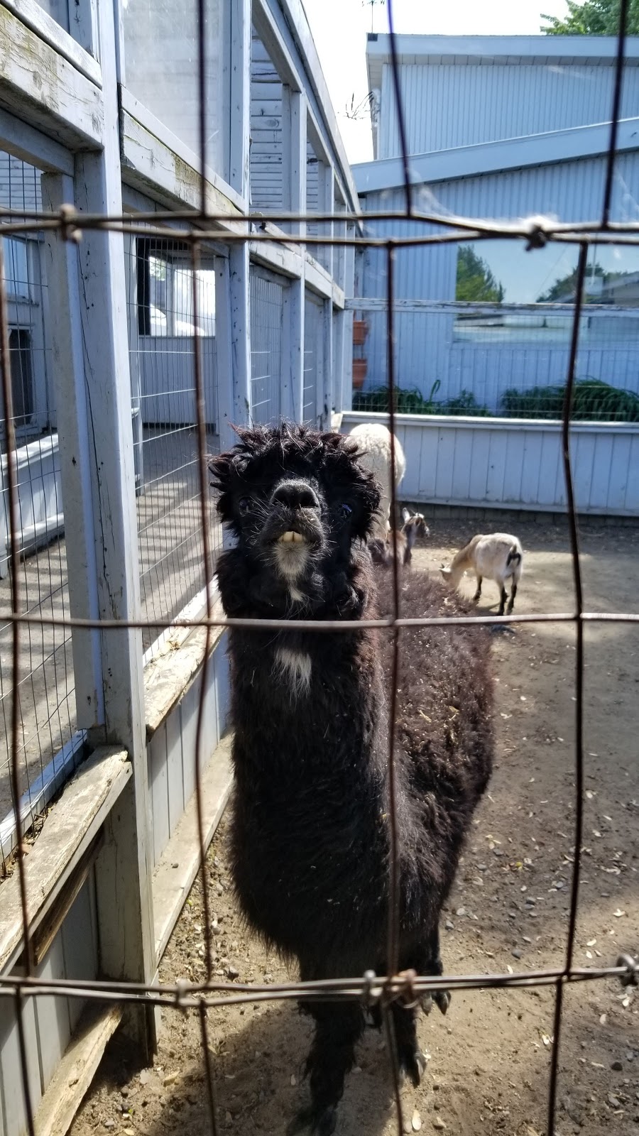 La Ferme de Cariphaël | 381 Des 60 Rang, Saint-Marc-sur-Richelieu, QC J0L 2E0, Canada | Phone: (450) 584-2924