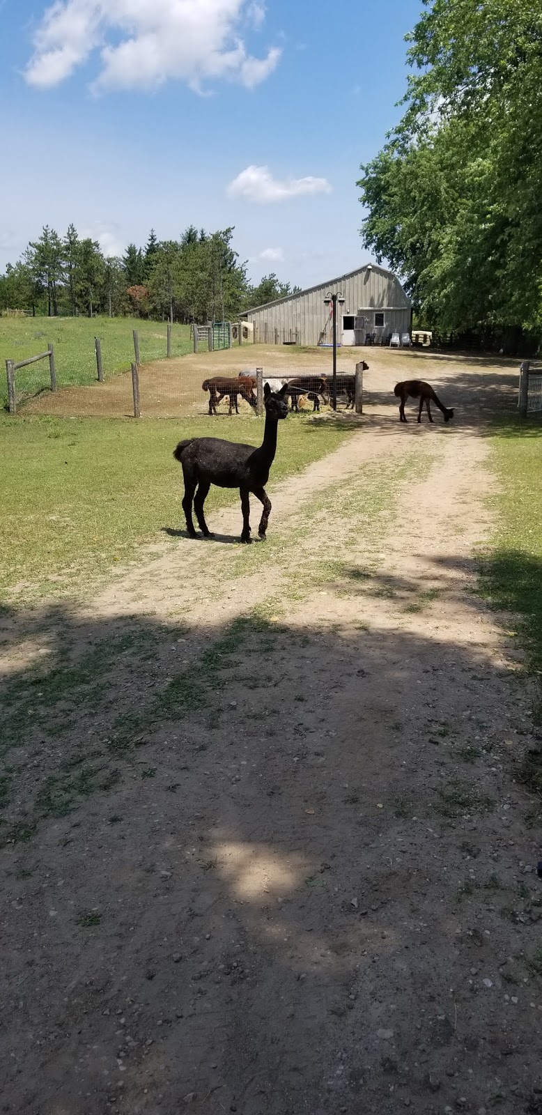 Harmony Meadows Alpaca | 6185 Sixth Line, Belwood, ON N0B 1J0, Canada | Phone: (519) 827-0939