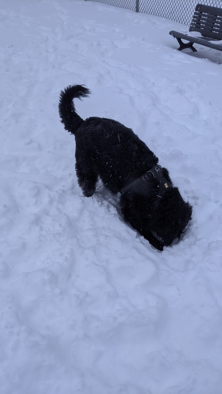 Parc à chiens du parc des Royaux | 2185 Rue Larivière, Montréal, QC H2K 1P5, Canada | Phone: (514) 578-5665