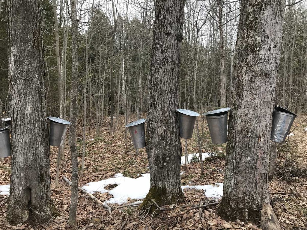 Maple Grove Syrup & Sleigh Rides | 2448 Burnside Line, Severn, ON L3V 0W1, Canada | Phone: (705) 321-2328