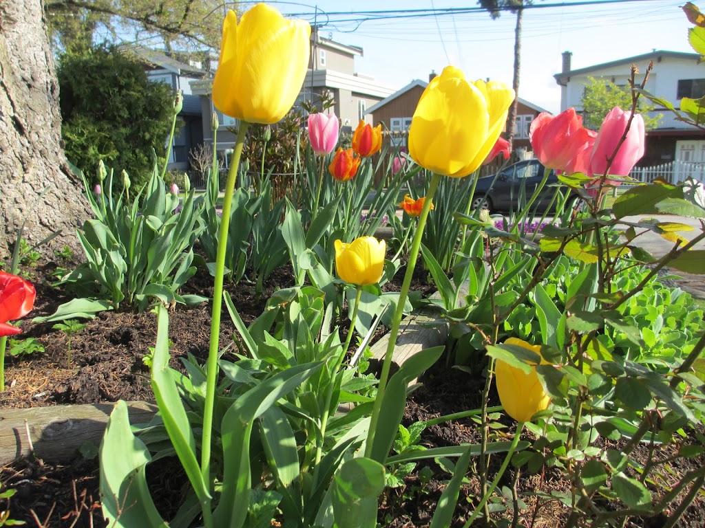 Naga Landscaping | Wellington Ave, Vancouver, BC V5R 4X8, Canada | Phone: (604) 868-9705