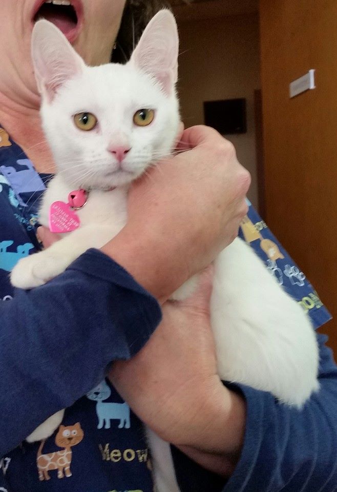 Grand Island Animal Hospital | 2323 Whitehaven Rd, Grand Island, NY 14072, USA | Phone: (716) 773-7646