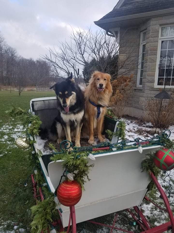 Danas Dog Care | Hobson Rd, Central Elgin, ON N5P 3S6, Canada | Phone: (226) 374-4921