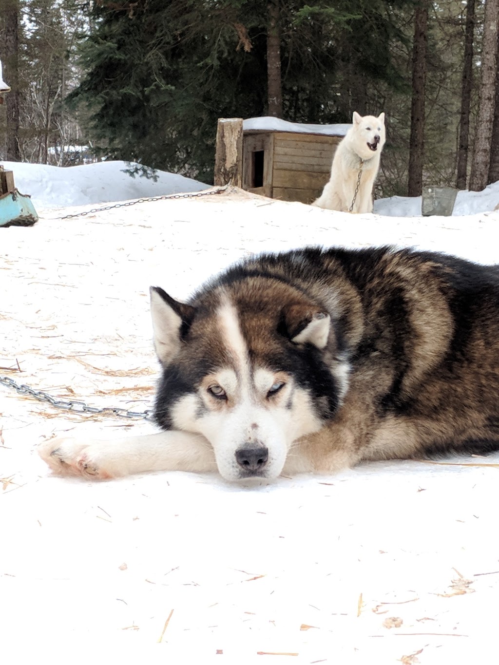 Siberlou | 749 Mnt de la Mer Bleue, LAscension, QC J0T 1W0, Canada | Phone: (819) 275-3957