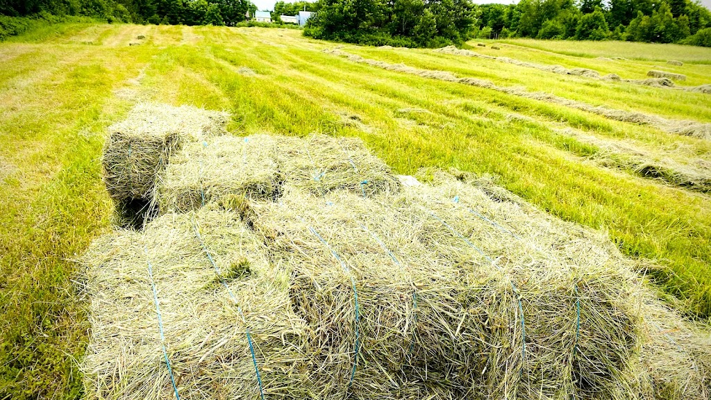 La Ferme Flanc Sud | 60 Rang Saint-Jean-Baptiste, Saint-Fabien-de-Panet, QC G0R 2J0, Canada | Phone: (418) 408-0084