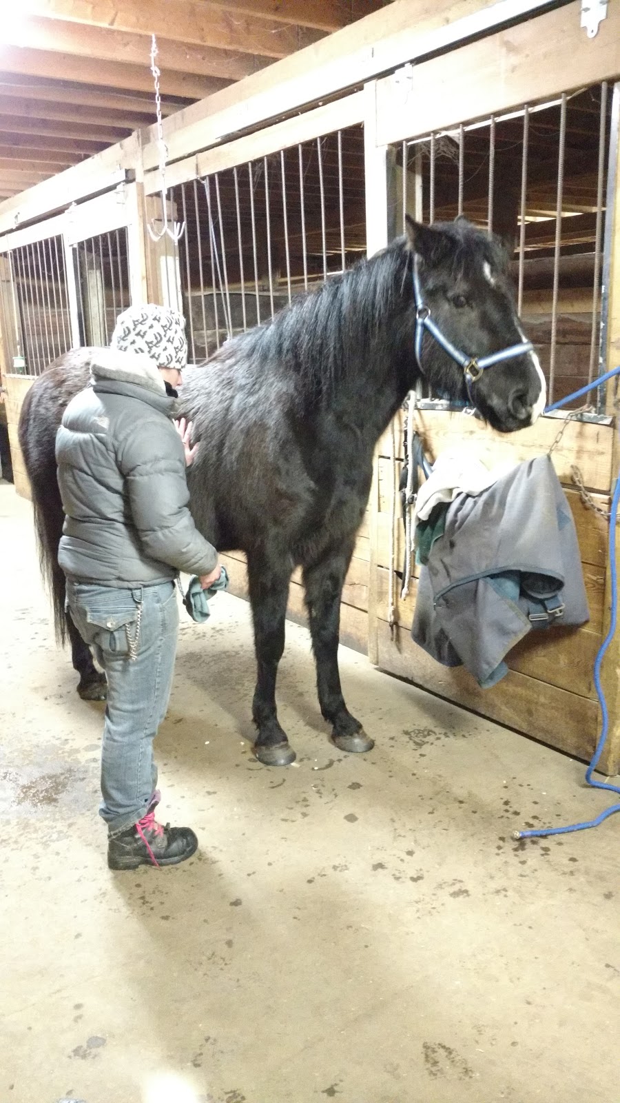 Spoons Arabian Equestrian Centre | 51440 Range Rd 224, Sherwood Park, AB T8C 1H5, Canada | Phone: (780) 922-2320