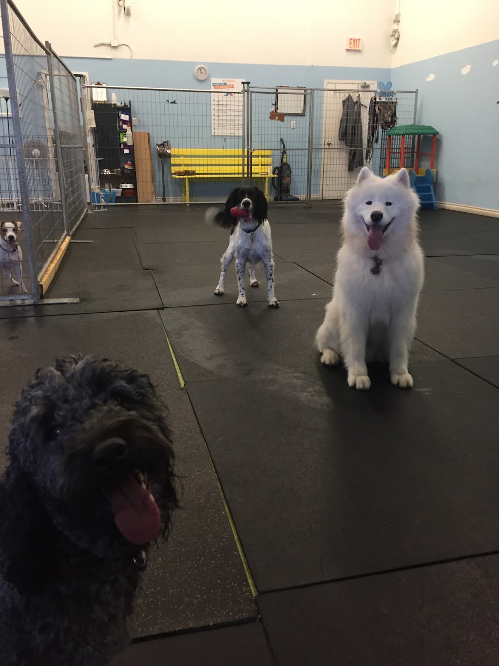 Winston and Friendz | 2359 Royal Windsor Dr #19, Mississauga, ON L5J 4S9, Canada | Phone: (905) 582-8279