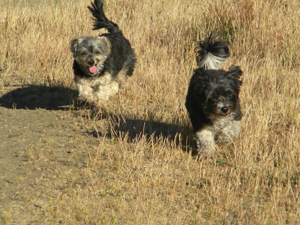 Deluxe Dog Sitting Digs | Elizabeth Dr, Salt Spring Island, BC V8K 1J5, Canada | Phone: (250) 537-5959