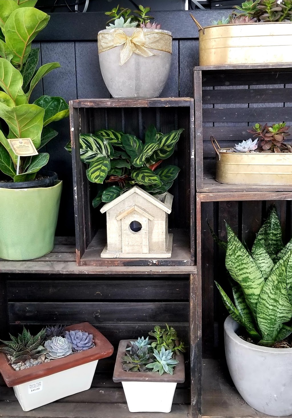 Bloom Field Floral and Garden Centre | 3745 Durham Regional Hwy 2, Newcastle, ON L1B 0R2, Canada | Phone: (905) 987-5664