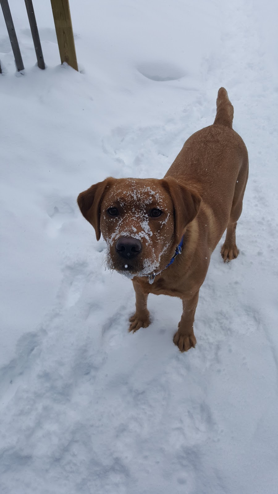 Collistar Kennels | 1522 Concession Rd 12, Kincardine, ON N0H 0A0, Canada | Phone: (519) 389-6605