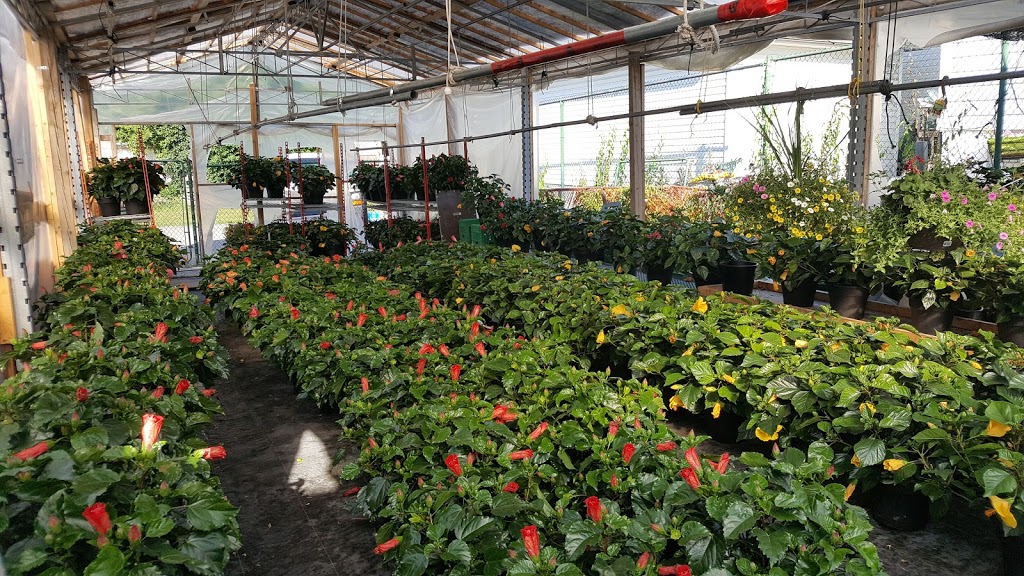 L & L Market | 101 Lancaster St W, Kitchener, ON N2H 4T4, Canada | Phone: (519) 742-2563