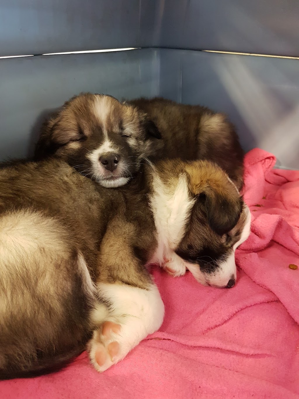 Pet Store Grand Forks