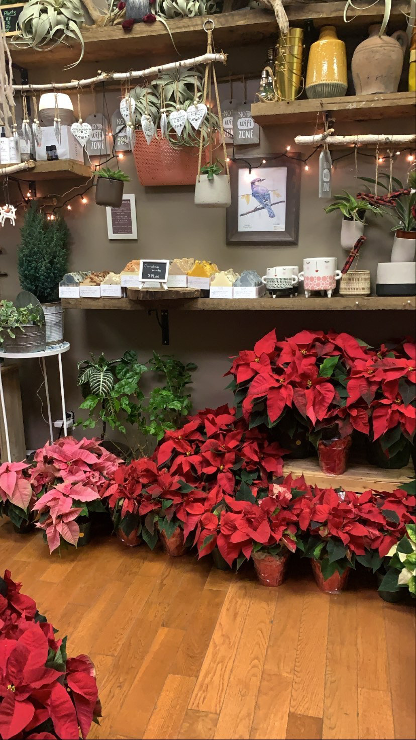 Wild Little Roses | 11 Perth St, Brockville, ON K6V 5B9, Canada | Phone: (613) 809-7098