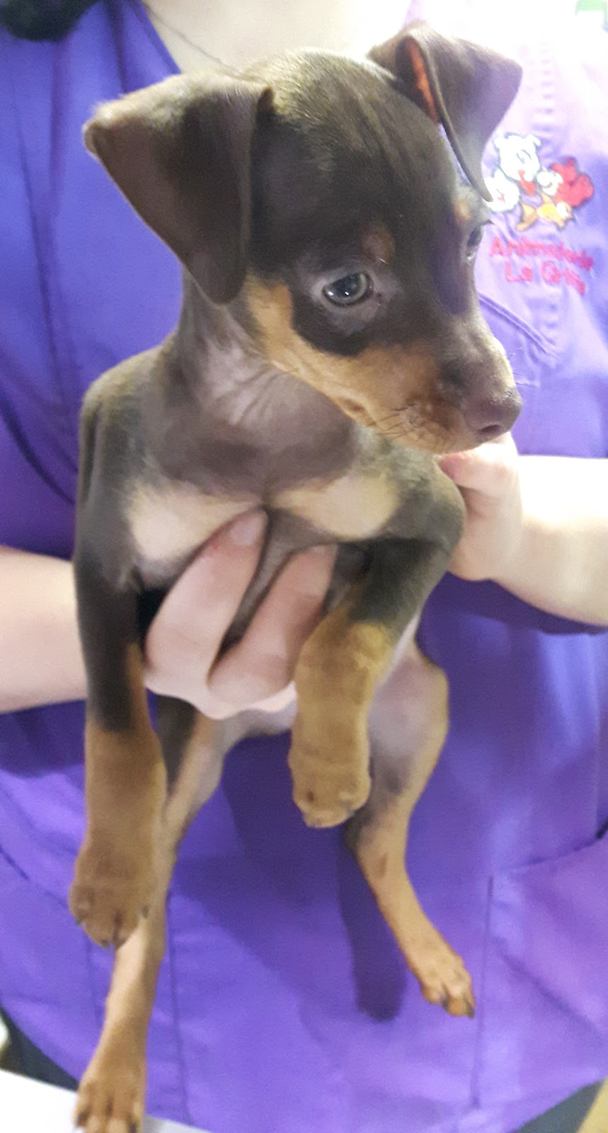 Animalerie | 1080 Rang Saint-François, Terrebonne, QC J6Y 1Z5, Canada | Phone: (450) 979-9724