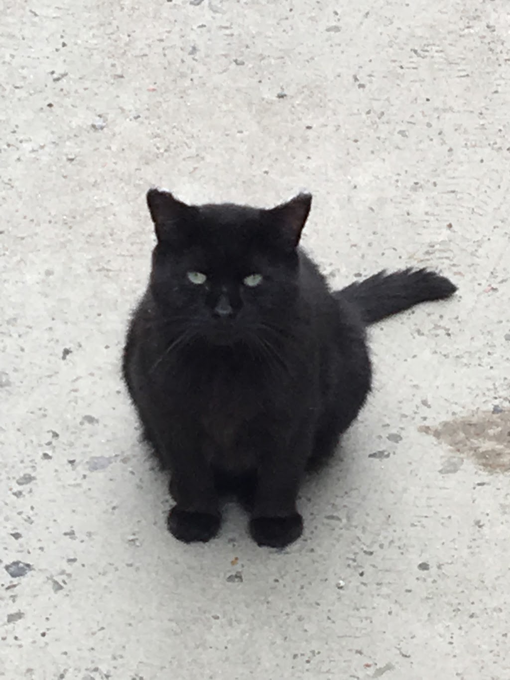 SPCA Laurentides-Labelle | 355 Rue Demontigny, Sainte-Agathe-des-Monts, QC J8C 3S5, Canada | Phone: (819) 326-4059
