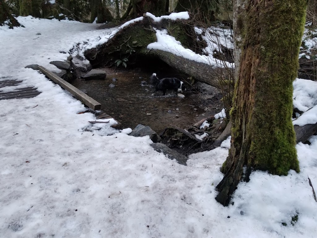 Lake Padden Dog Park | 4882 S Samish Way, Bellingham, WA 98226, USA | Phone: (360) 738-7400