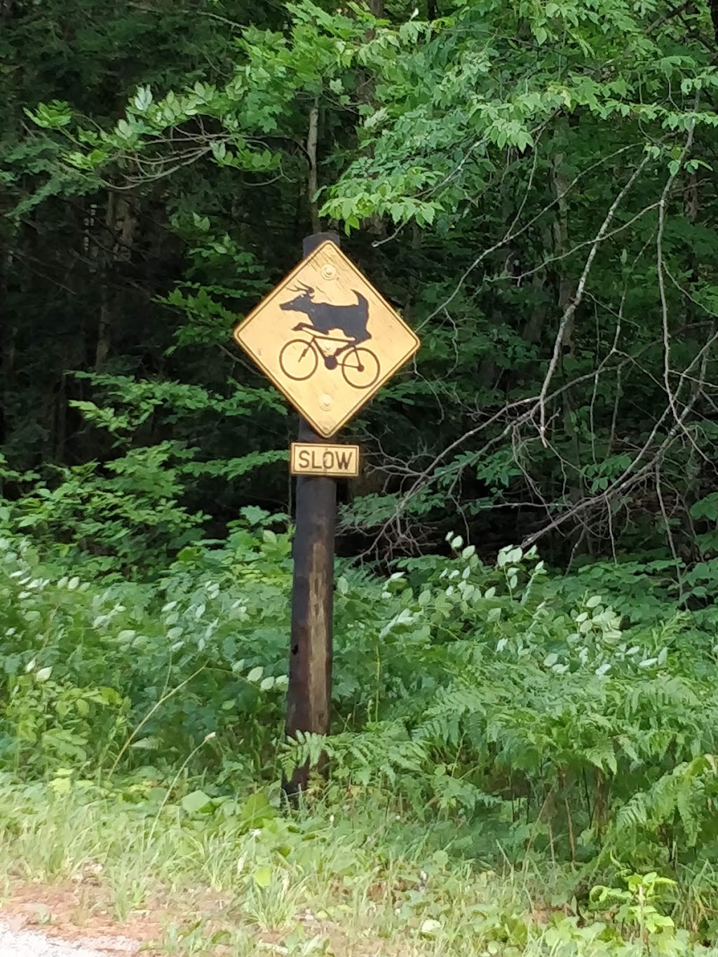 The Buckwallow Cycling Centre | 1064 Reay Rd E, Gravenhurst, ON P0C 1G0, Canada | Phone: (705) 687-8858