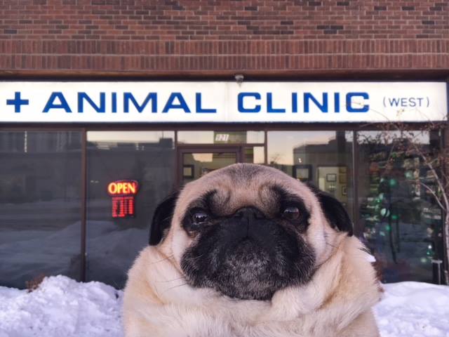 Calgary West Animal Hospital | 921 37 St SW, Calgary, AB T3C 1S4, Canada | Phone: (403) 246-8386