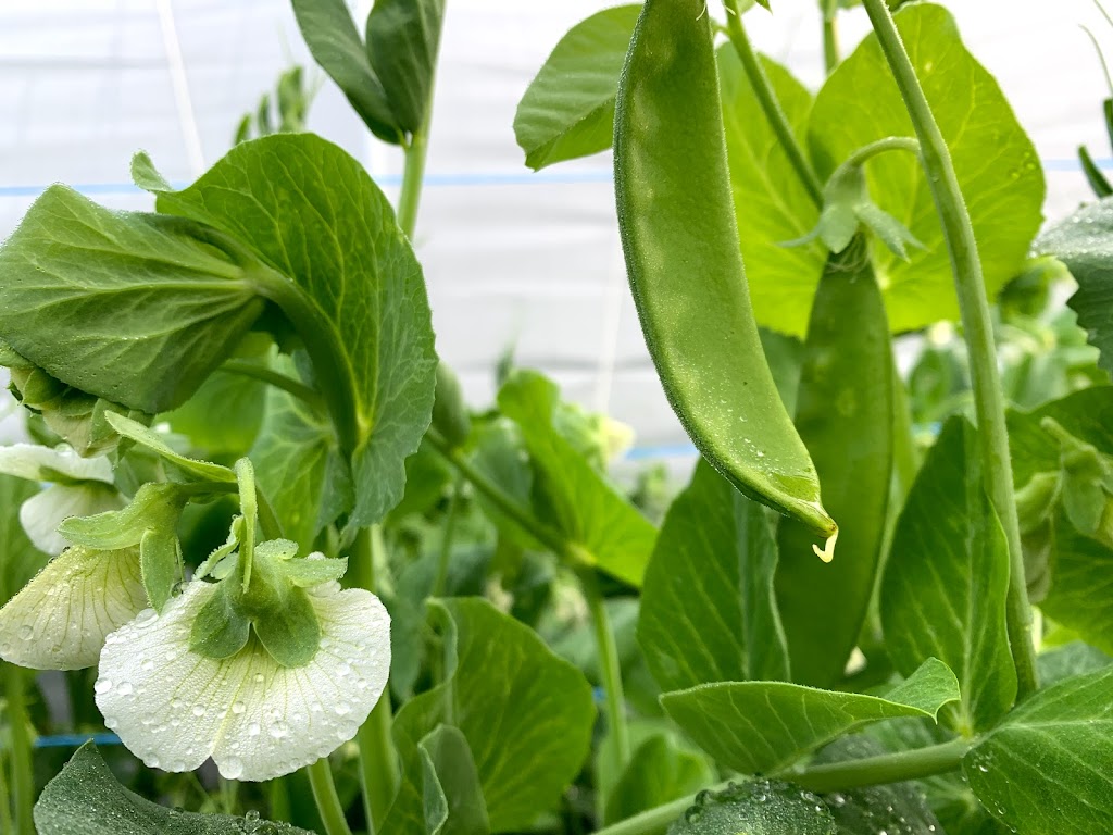 Sayward Haven Farm | 895 Hutchinson Rd, Cobble Hill, BC V0R 1L4, Canada | Phone: (250) 701-6066