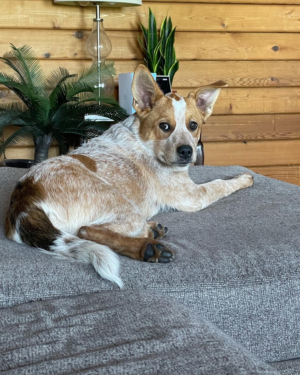 Top knotch companion dog grooming | 404 2 Ave, Keoma, AB T4A 1G6, Canada | Phone: (403) 700-8486