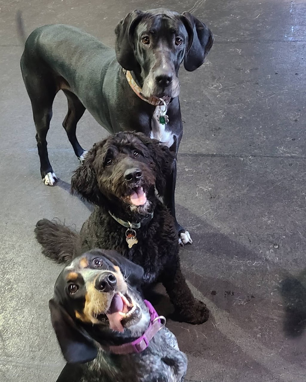 Pawsitive Pups Daycare and Training | 5-805 11 Ave SE, High River, AB T1V 1P2, Canada | Phone: (403) 336-0988