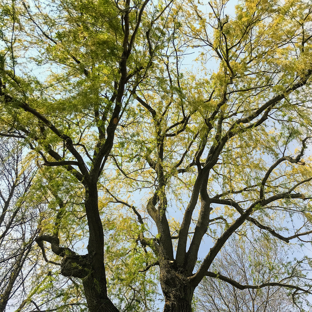 Services D’arbre Expert | 101 Terr. Miron, Lavaltrie, QC J5T 1B7, Canada | Phone: (514) 829-1890
