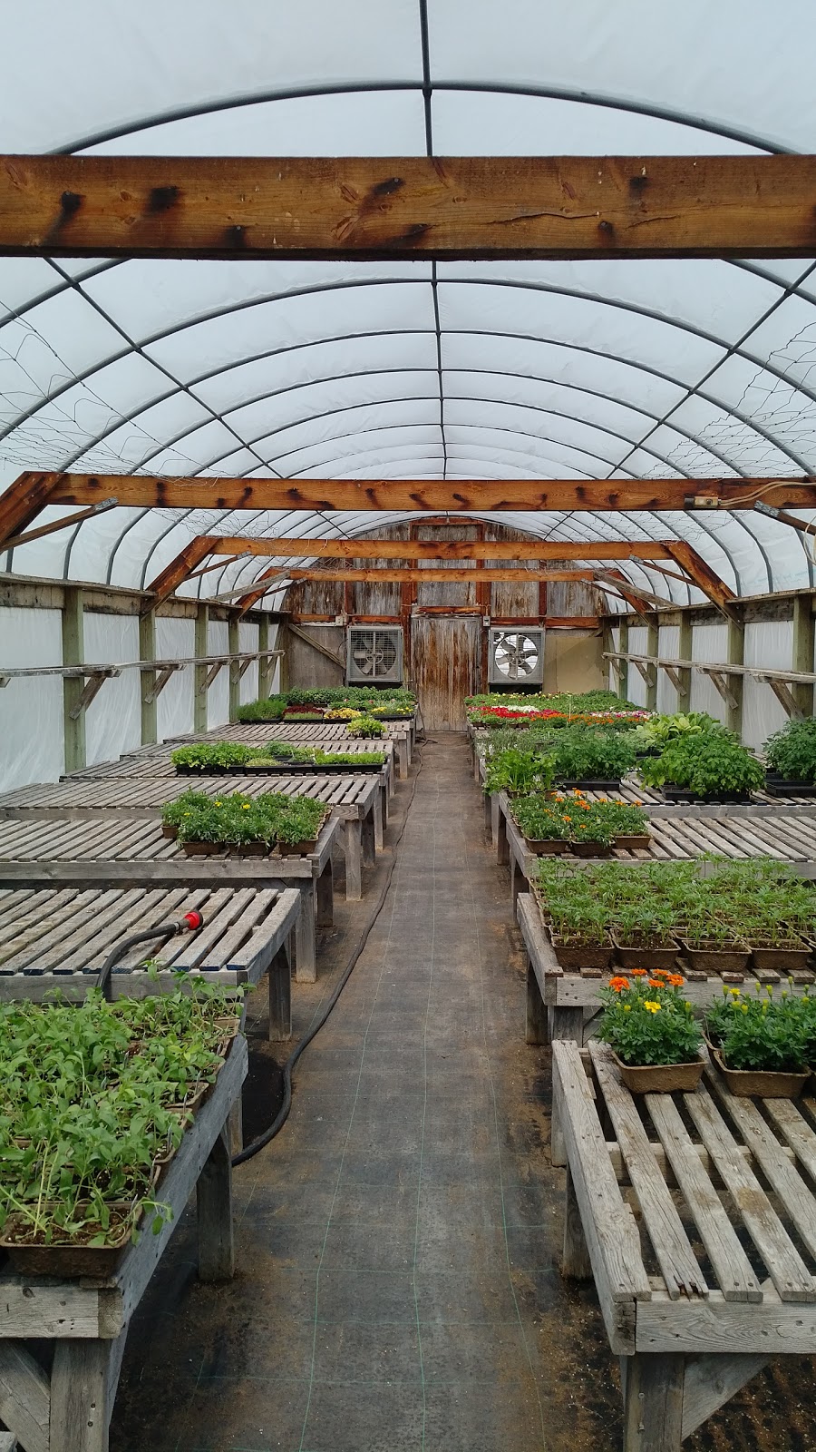 Niagara Nurseries | 1643 Niagara Regional Rd 81, St. Catharines, ON L2R 6P7, Canada | Phone: (905) 682-4783