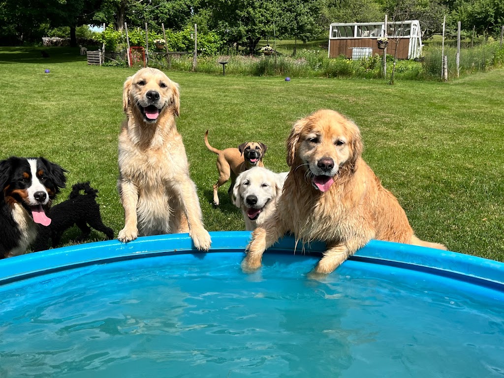 Dream Acres Pet Resort | 355 Bowland Rd, Clayton, ON K0A 1P0, Canada | Phone: (613) 256-0687