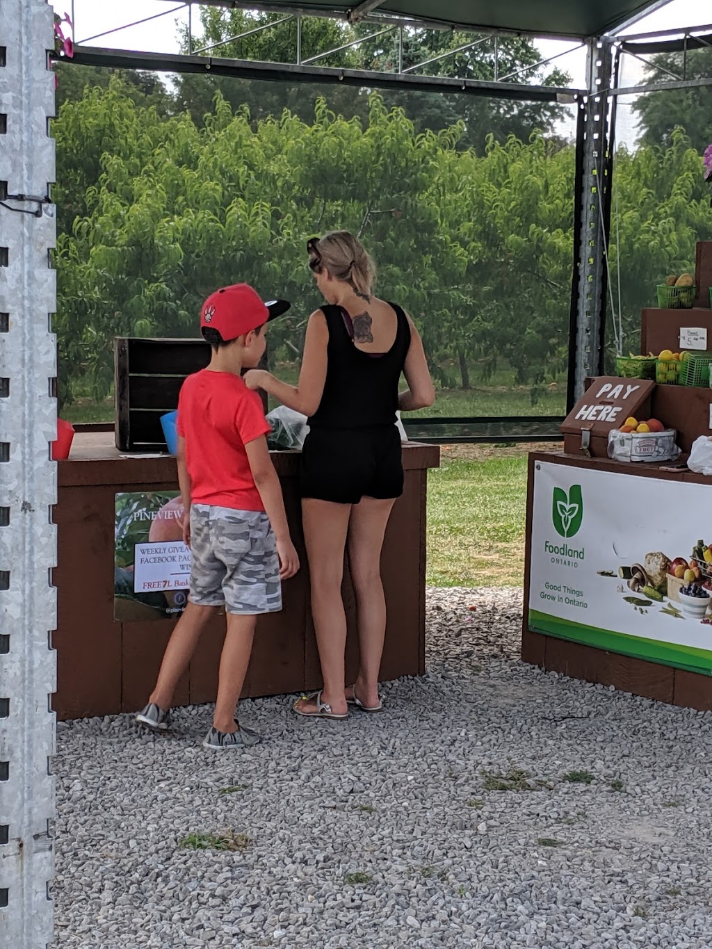 Pineview Orchards | 4198 Jordan Rd, Jordan Station, ON L0R 1S0, Canada | Phone: (289) 968-5068