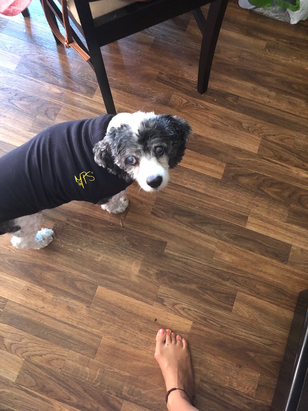 Norwood Veterinary Services | 4248 Hwy 7, Norwood, ON K0L 2V0, Canada | Phone: (705) 639-2333