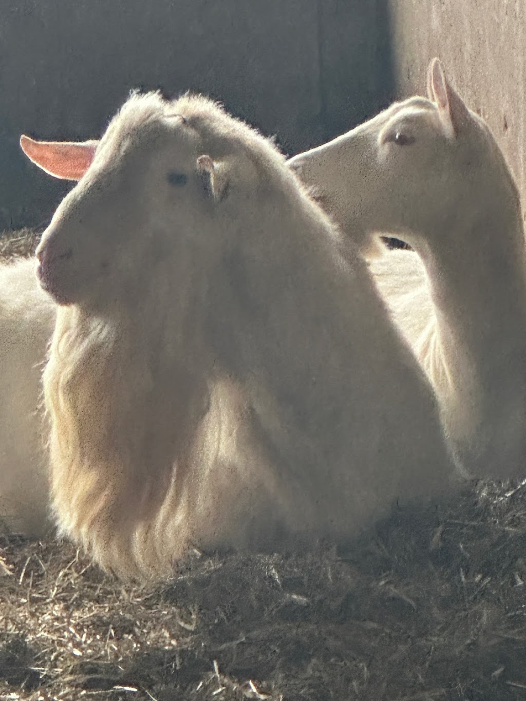 Donkers Family Farm | 9340 Mill Rd, Shedden, ON N0L 2E0, Canada | Phone: (519) 280-3276