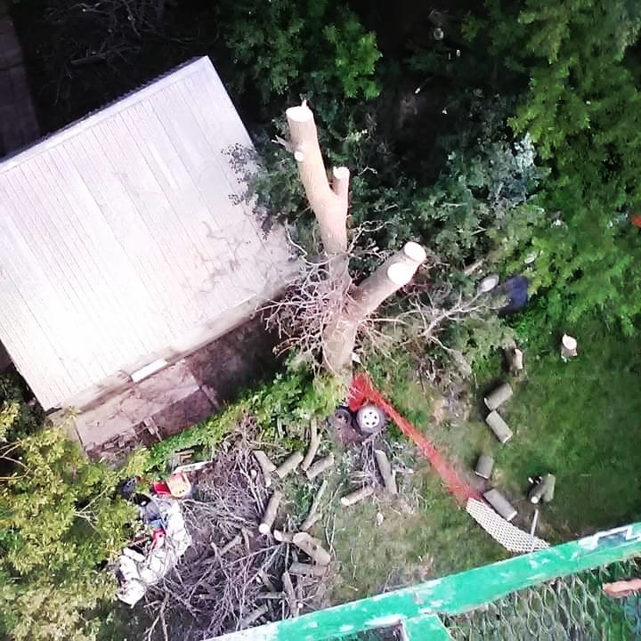 BOSSDAWG TREE REMOVAL | 120 ON-49, Deseronto, ON K0K 1X0, Canada | Phone: (613) 693-1330
