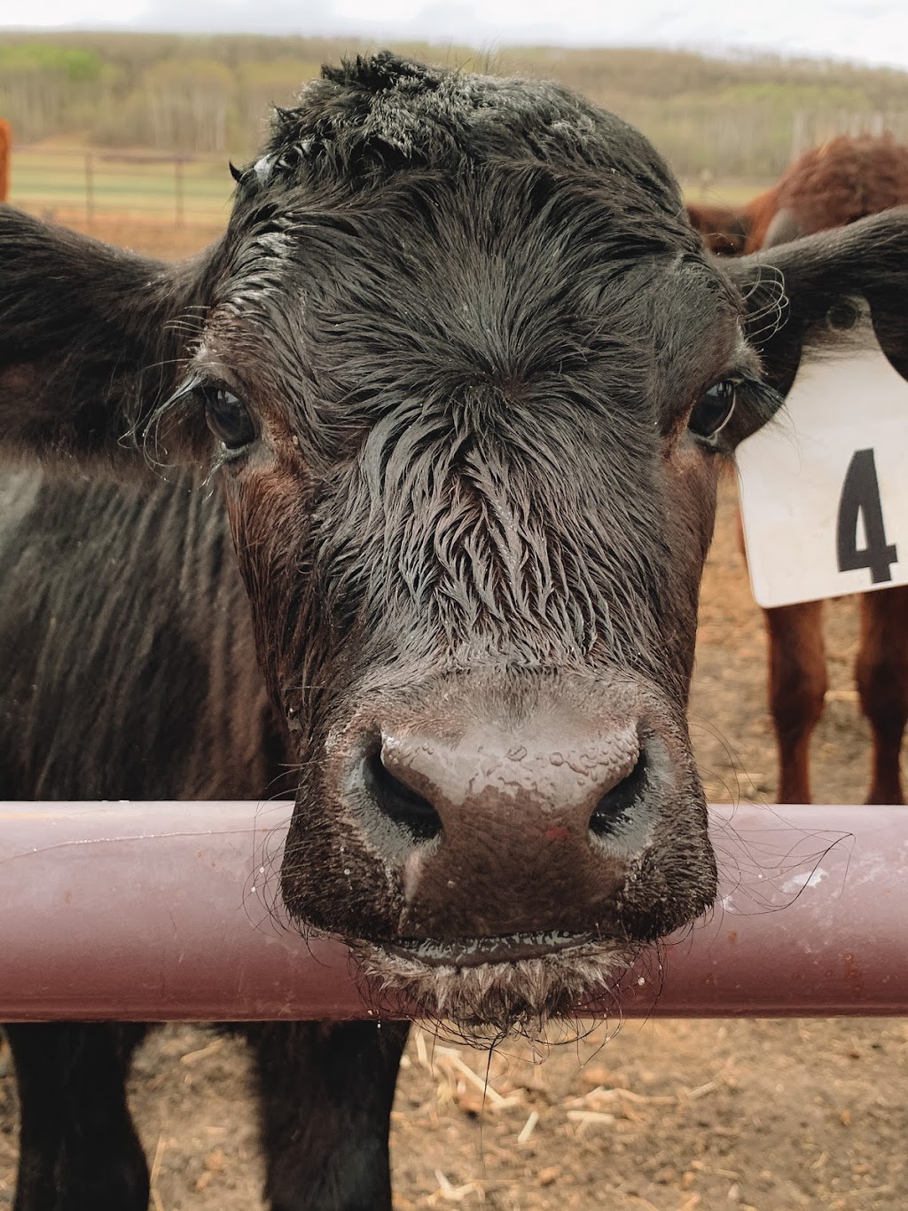 Iron Bull Ranch | 274193 209 St W, Millarville, AB T0L 1K0, Canada | Phone: (647) 618-4369