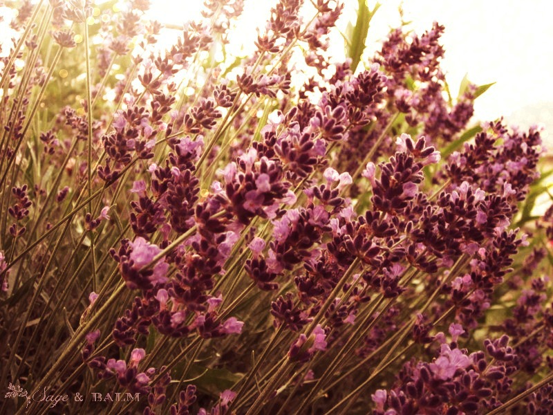 Sage & Balm | 7228 Wellington road 124 South, Guelph, ON N1H 6J3, Canada | Phone: (226) 820-1941