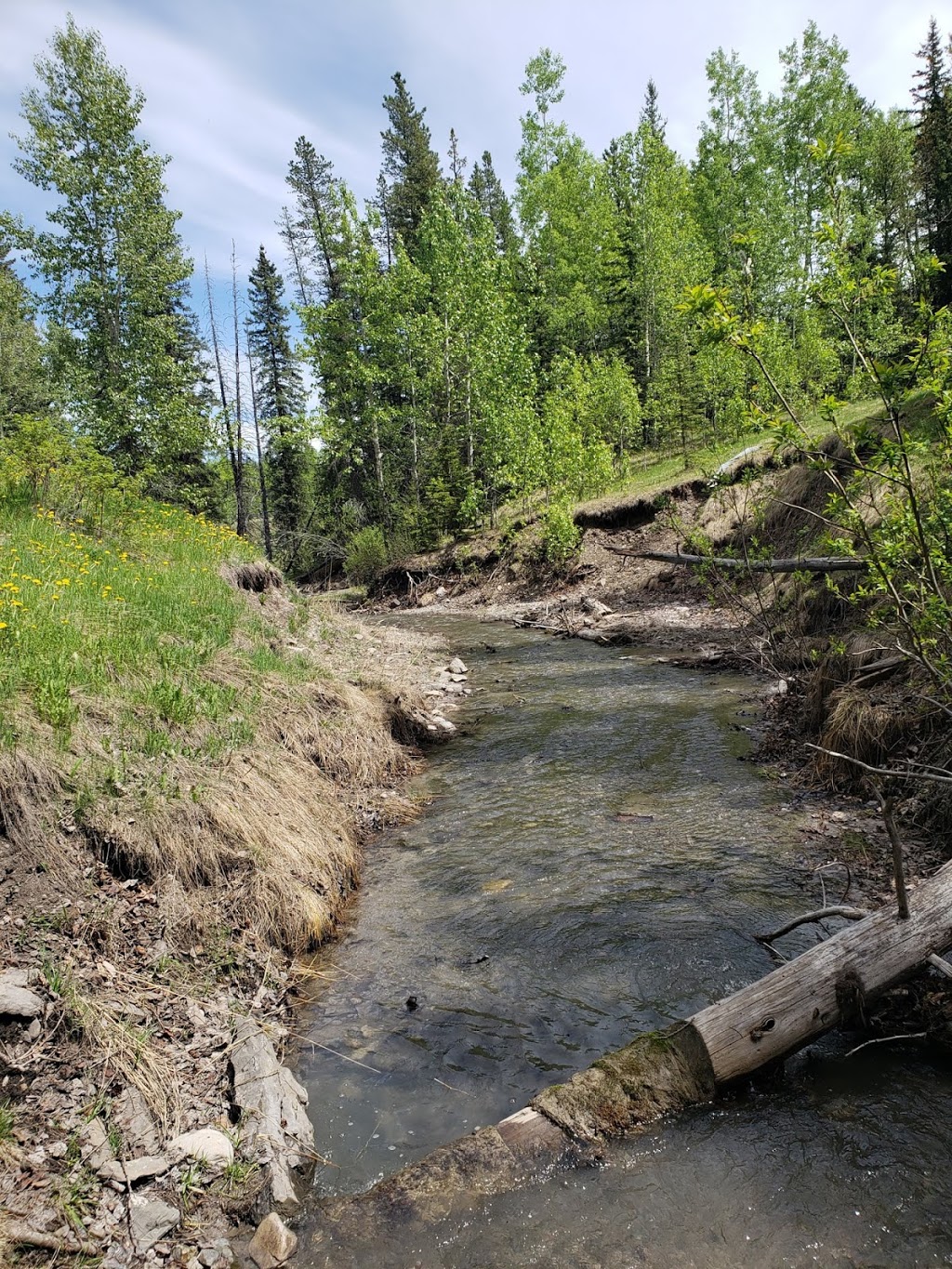 Sulphur Springs Trail | Sulphur Springs Trail, Bragg Creek, AB T0L 0K0, Canada