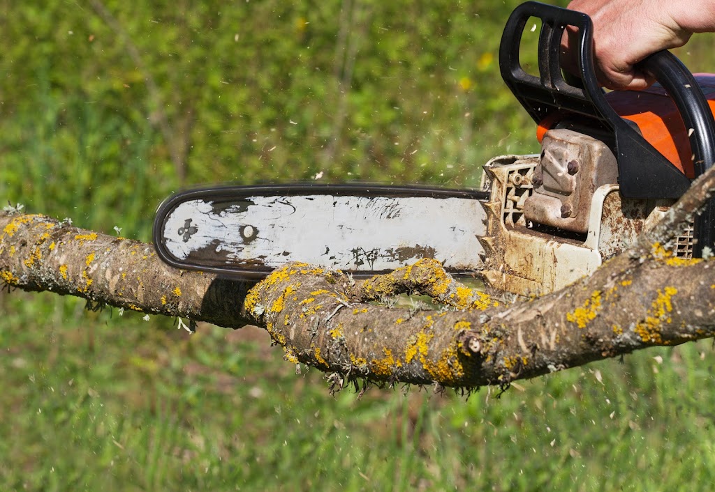 Tree Service Ontario | 1264 Victoria St N, Kitchener, ON N2B 3C9, Canada | Phone: (226) 781-4141