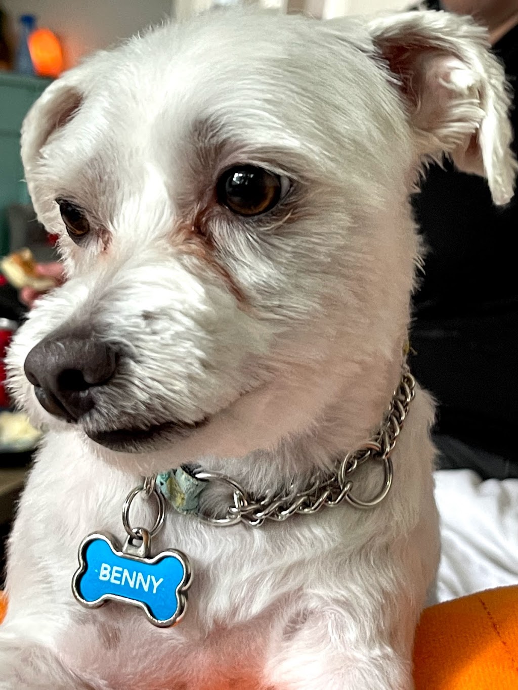Happy Dogs Grooming | 1021 McPhillips St, Winnipeg, MB R2X 2K6, Canada | Phone: (204) 306-3987