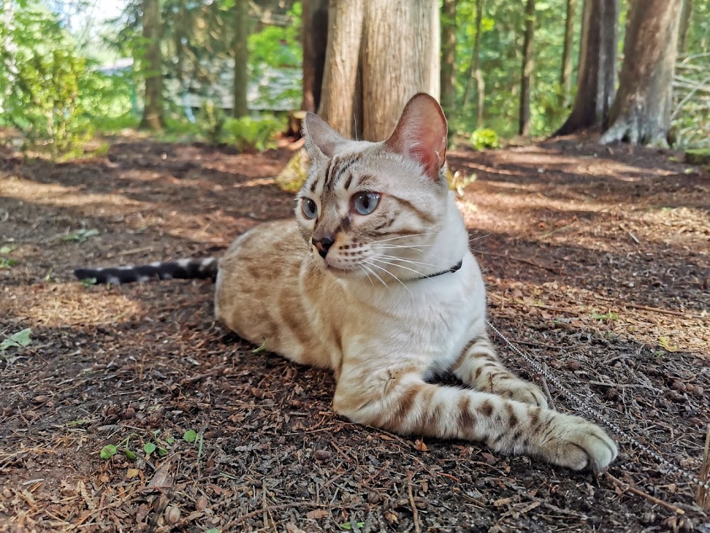 Chat Bengal Cattery // MARIE BENGAL | 12 Place Grenville Nord, Grenville-sur-la-Rouge, Quebec J0V 1B0, Canada | Phone: (819) 242-5382