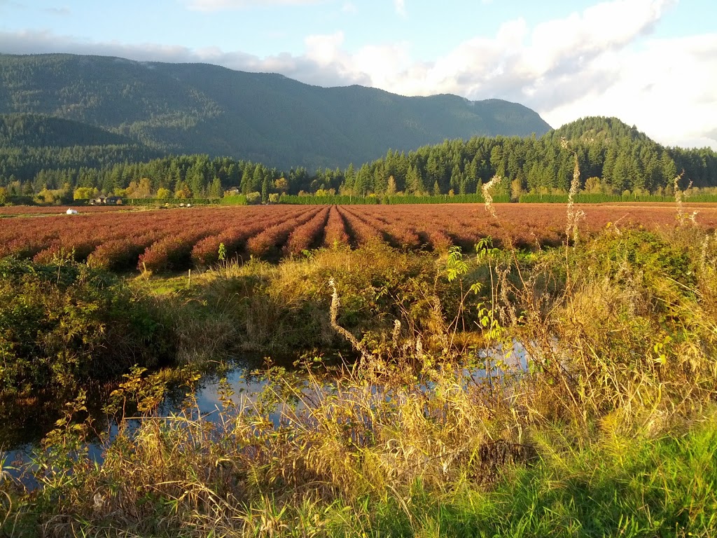 De Boville Slough | 4110 Cedar Dr, Coquitlam, BC V3E 3H7, Canada | Phone: (604) 927-7946