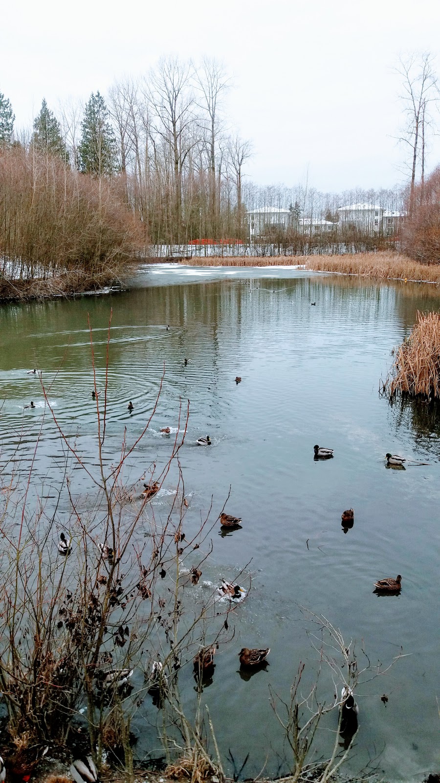North Creek Duck Pond | 18590 70 Ave, Surrey, BC V4N 6B6, Canada
