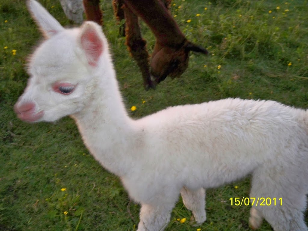 Willow Lane Alpacas | 44 Québec Rte 148, Bristol, QC J0X 1G0, Canada | Phone: (819) 647-5402