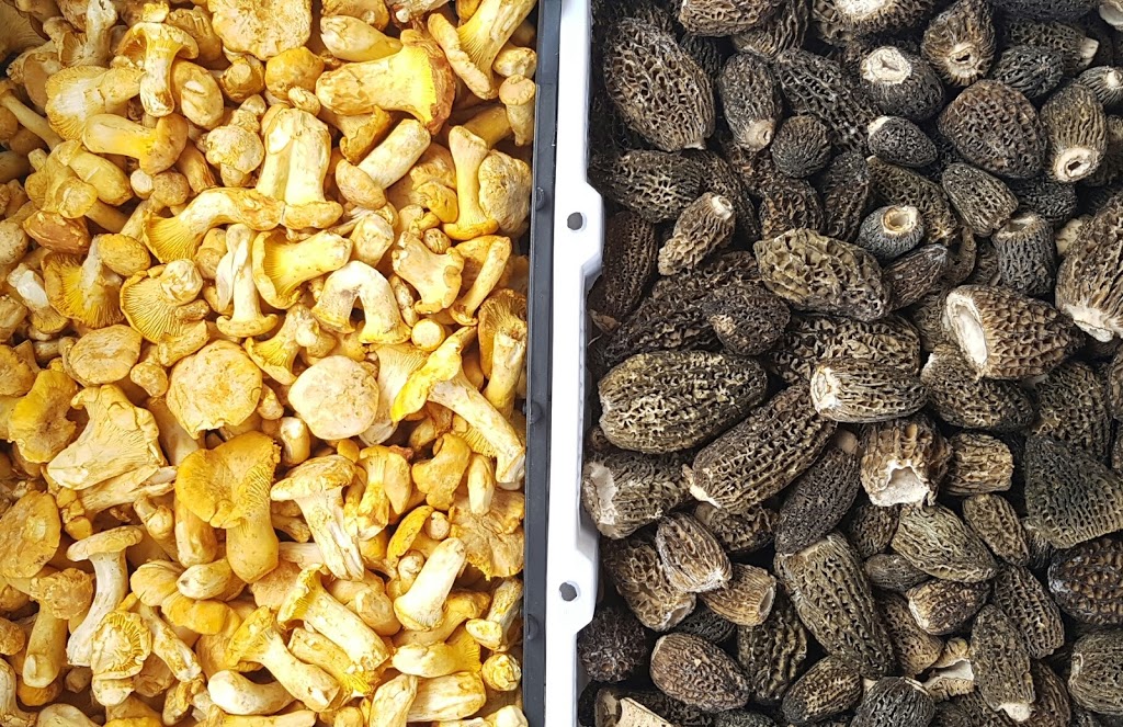 Pacific Rim Mushrooms | 12791 Blundell Rd, Richmond, BC V6Y 1B4, Canada | Phone: (778) 847-1666