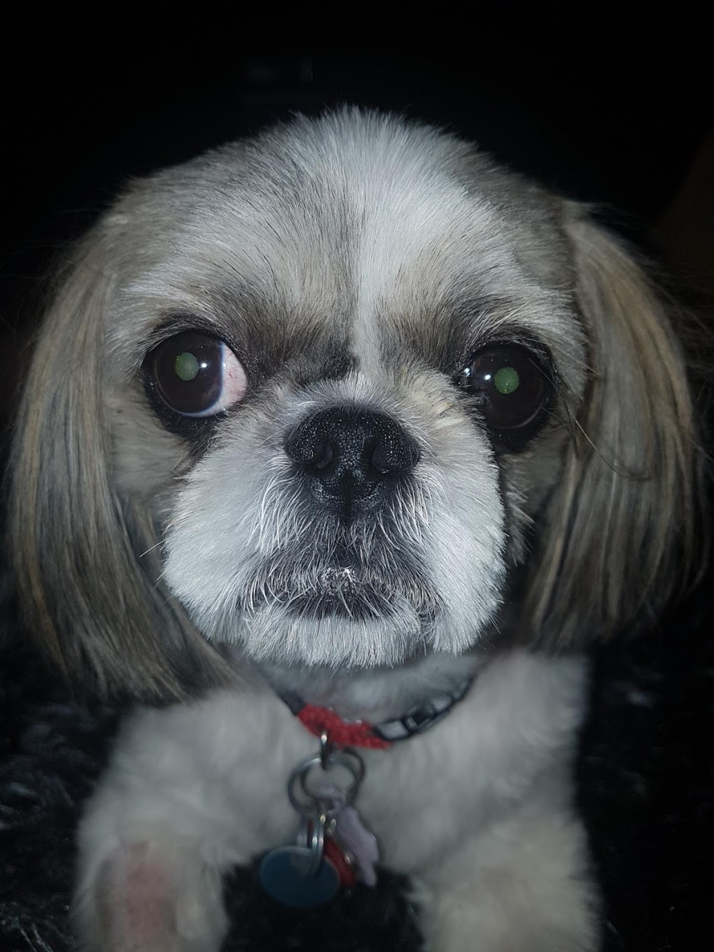 Edwards Veterinary Services | 527 Broadway, Tillsonburg, ON N4G 3S8, Canada | Phone: (519) 688-2123