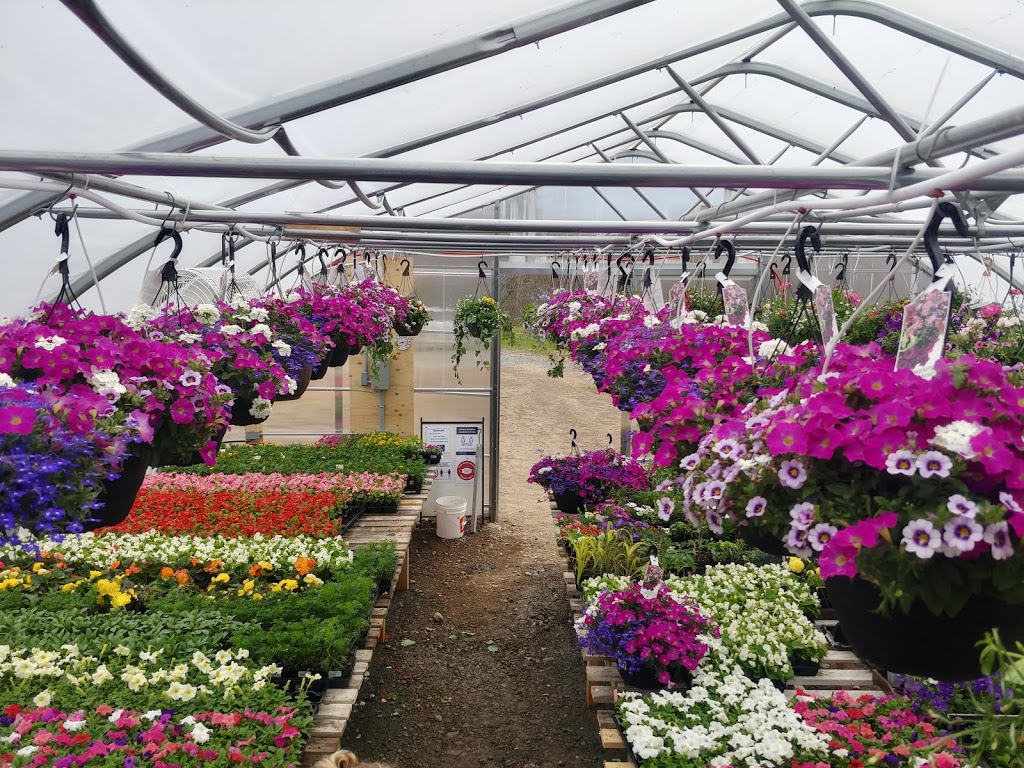 Ashtons Garden Centre | 125 Upper River John Rd, Tatamagouche, NS B0K 1V0, Canada | Phone: (902) 324-3429