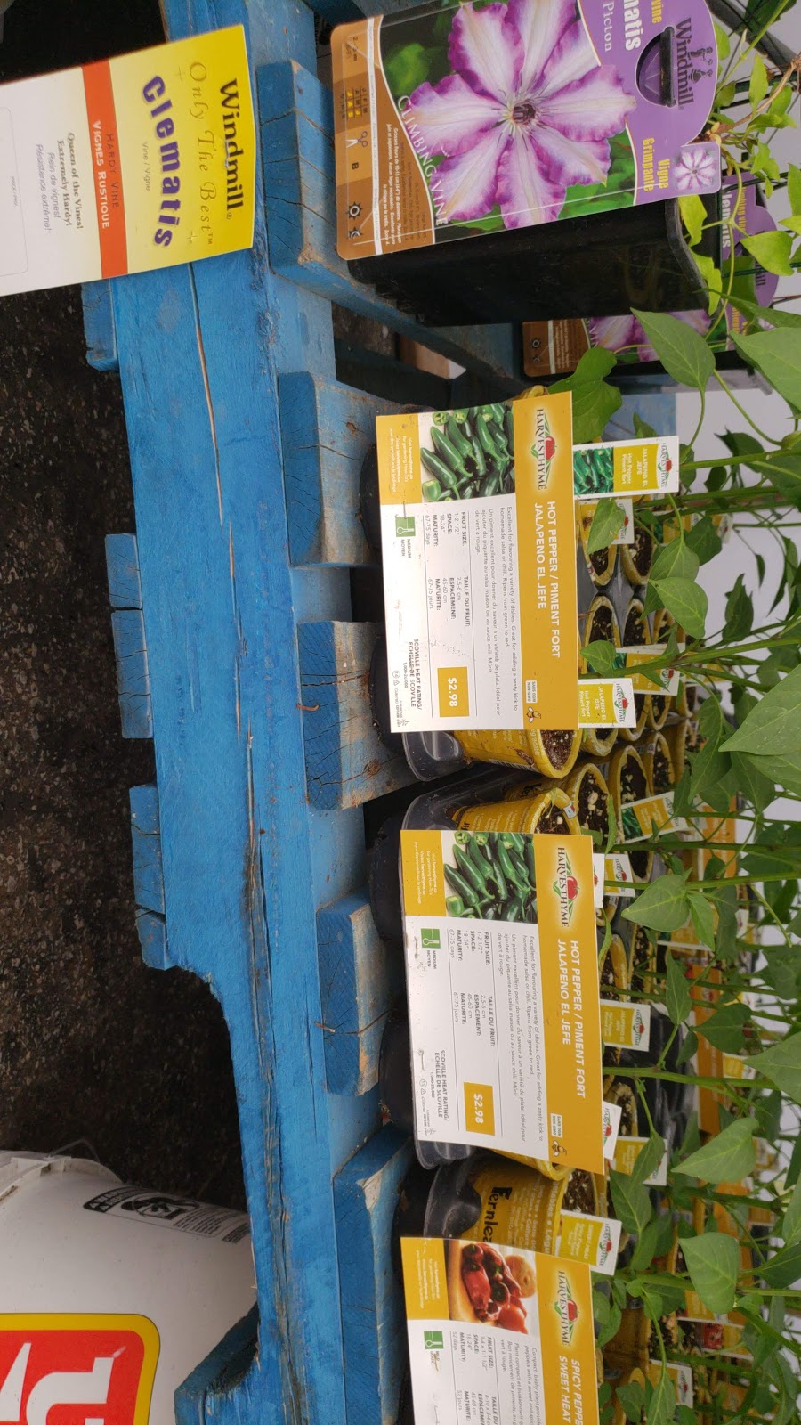 Tecumseh Home Hardware Building Centre | 1613 Lesperance Rd, Windsor, ON N8N 1Y2, Canada | Phone: (519) 735-3400
