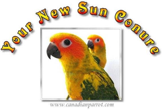 Canadian Parrot | Box 73, Site 15, RR1, Strathmore, AB T1P 1J6, Canada | Phone: (587) 333-5337