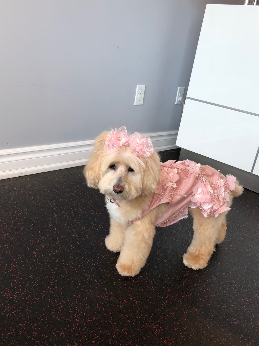 Puppy Cuts & Care | 380 Tower Hill Rd #15, Richmond Hill, ON L4E 0T8, Canada | Phone: (905) 237-8873