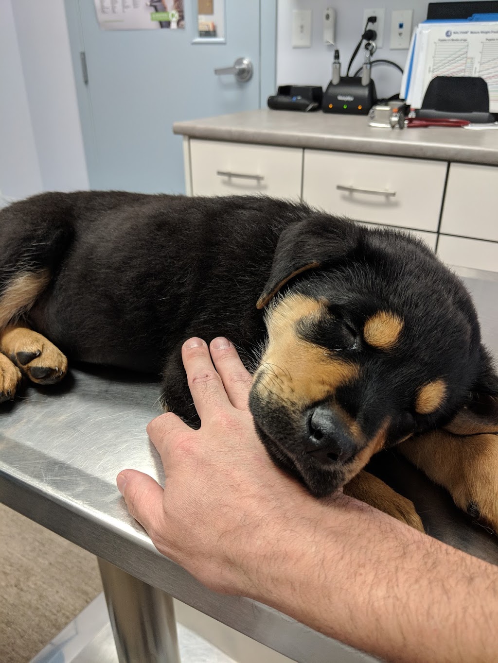 Blue Cross Animal Hospital | 9103 111 Ave NW, Edmonton, AB T5B 0C3, Canada | Phone: (780) 424-0025