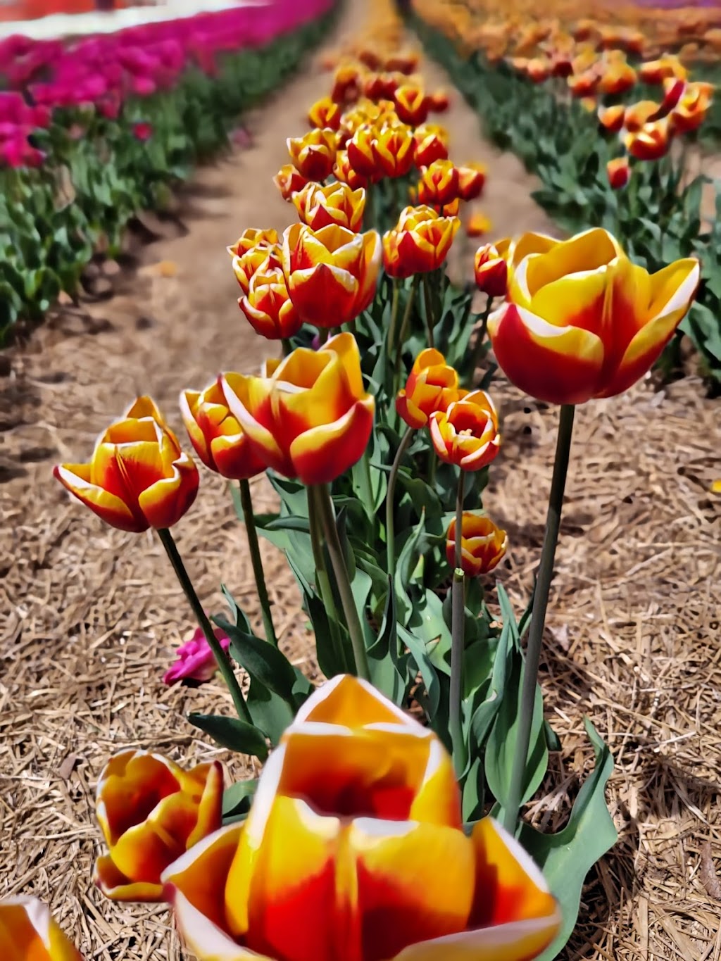 Belfast Tulips | 5265 Trans-Canada Hwy, Belfast, PE C0A 1A0, Canada | Phone: (902) 393-0792